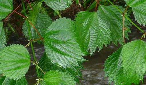 艾叶糍粑怎么做好吃 和青团的区别