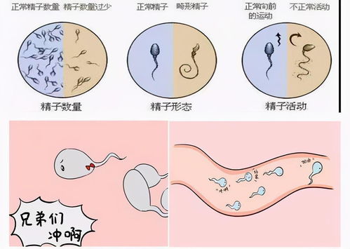 老公的小蝌蚪可以吃吗