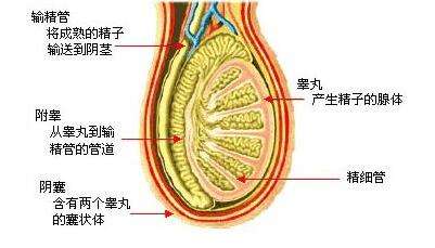 婴儿睾丸变硬是什么情况