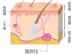 巴氏腺液能喝吗