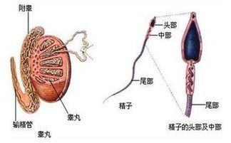 睾丸钙化灶会影响生育吗