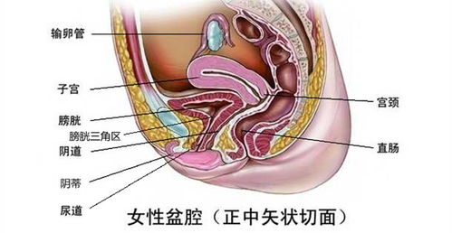 输卵管炎是盆腔炎引起的吗