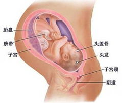 怀孕后期要时刻注意胎儿的发育吗