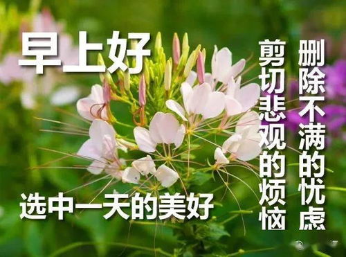 花能治愈心情的句子