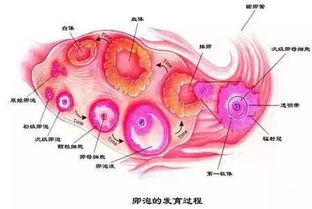 吃什么促卵泡