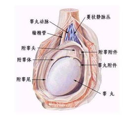 睾丸b超怎么检查多少钱