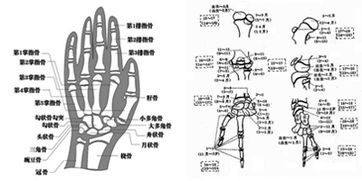 孩子发育严重迟缓，七岁孩子骨龄如三岁孩子