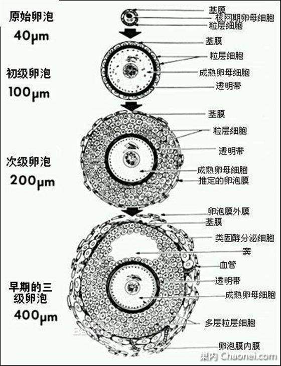 月经第14天，子宫内膜0.6，卵泡1.5*1.2,卵泡正常吗？还有几天排卵？