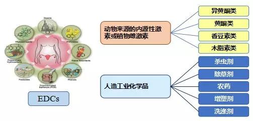 雌激素低是什么原因造成的女性