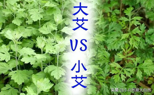 清明节怎么做青团