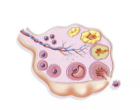 卵泡发育不好怎么办