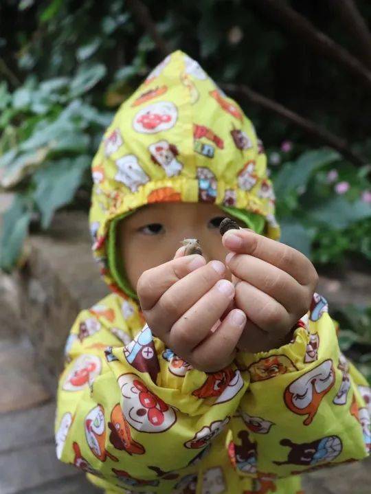 为什么蜗牛在下雨天会出来