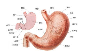 胃疼喝热水能缓解吗