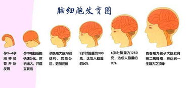 孕期补充哪些营养素能帮助预防贫血