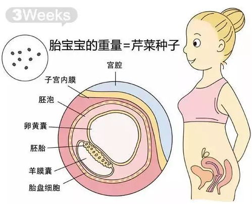 胎儿的成长阶段