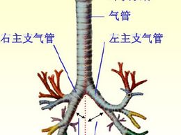 慢性气管炎偏方