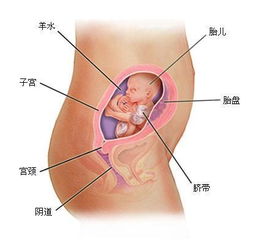 怀孕7个月胎儿图片