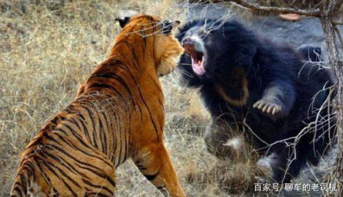 请问&gt;&gt;老虎为什么打不过狼