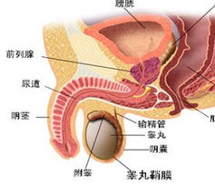 前列腺炎的症状表现