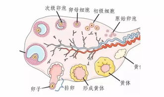 经期黄体生成激素正常值