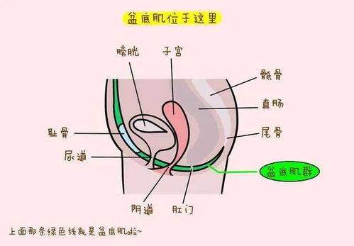 有没有宝妈做过盆底肌修复的，我会前壁彭出，过几天要去做修复有没有用啊？