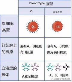 A型血和B型血生小孩会是什么血型