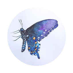 butterfly是什么意思吖