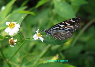 butterfly是什么意思吖