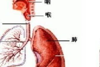 治支气管炎咳嗽偏方