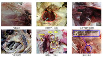 男性滴虫病怎么治疗最好