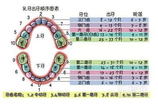 孩子长牙时间表