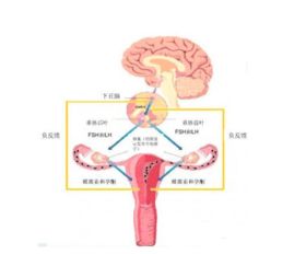 有优势卵泡不排怎么办