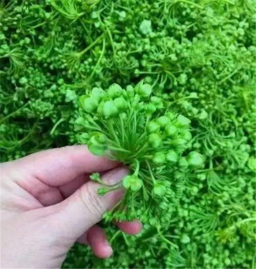 請問野苦菜是什麽菜？