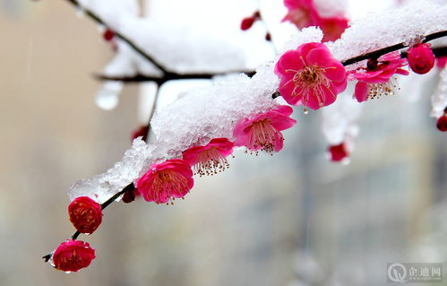 形容花漂亮唯美的诗句伤感