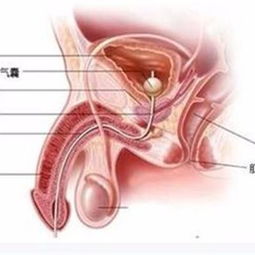 睾丸肿胀疼痛是什么原因