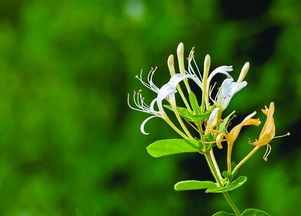 煲陈皮和金银花水可以治咳嗽吗