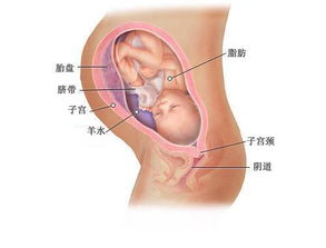 孕14周，去医院检查，医生说胎儿大，象15 16周的