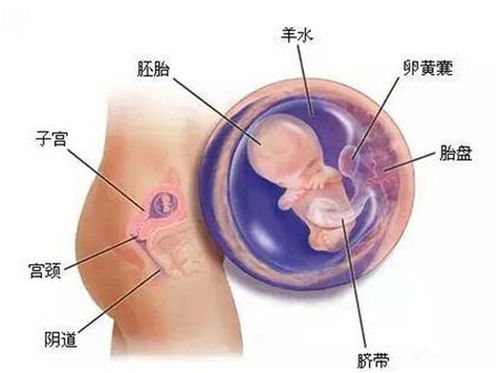 孕14周，去医院检查，医生说胎儿大，象15 16周的