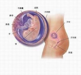 关于怀孕后几周做Ｂ超能看到胎儿的问题