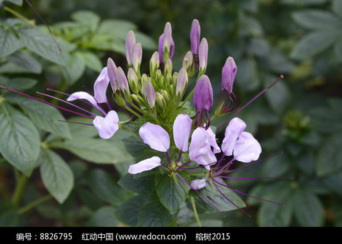 求菖蒲及菖蒲花的图片