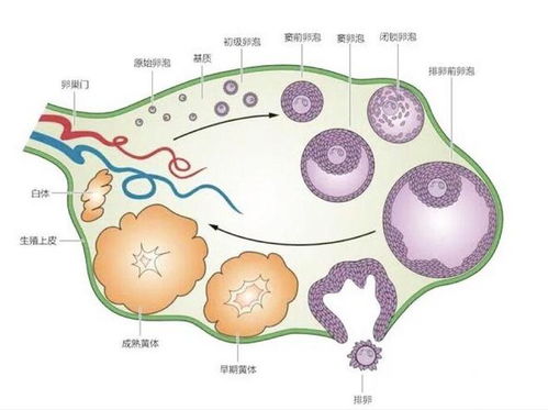 窦卵泡欠清是什么意思