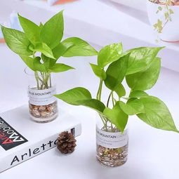 白糖醋水可以浇花吗