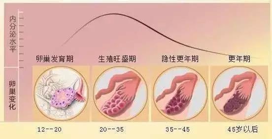 12个窦卵泡是什么意思