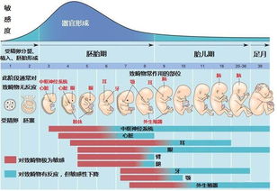 胎儿心脏几个月发育好啊？