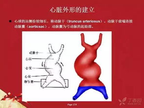 胎儿心脏几个月发育好啊？