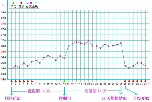 排卵日具体是哪一天