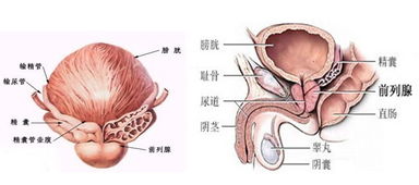 前列腺穿刺完后结果大概需要多久