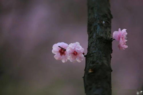 《枫桥夜泊》整首诗的意思