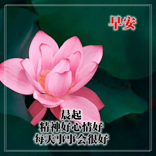 冬天家里的花开了,怎么发朋友圈