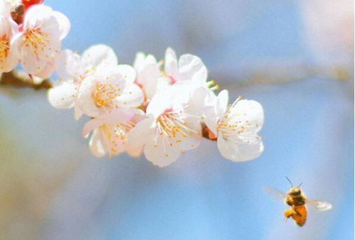 冬天家里的花开了,怎么发朋友圈